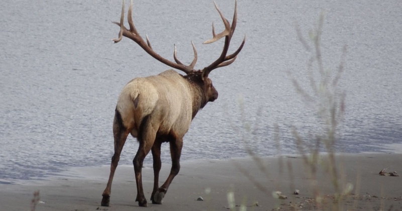 2016.09 Athabasca River – Video