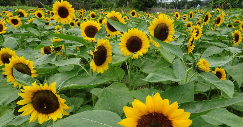 2021.04.21 Shun Sum Yuen Farm (360, Video)